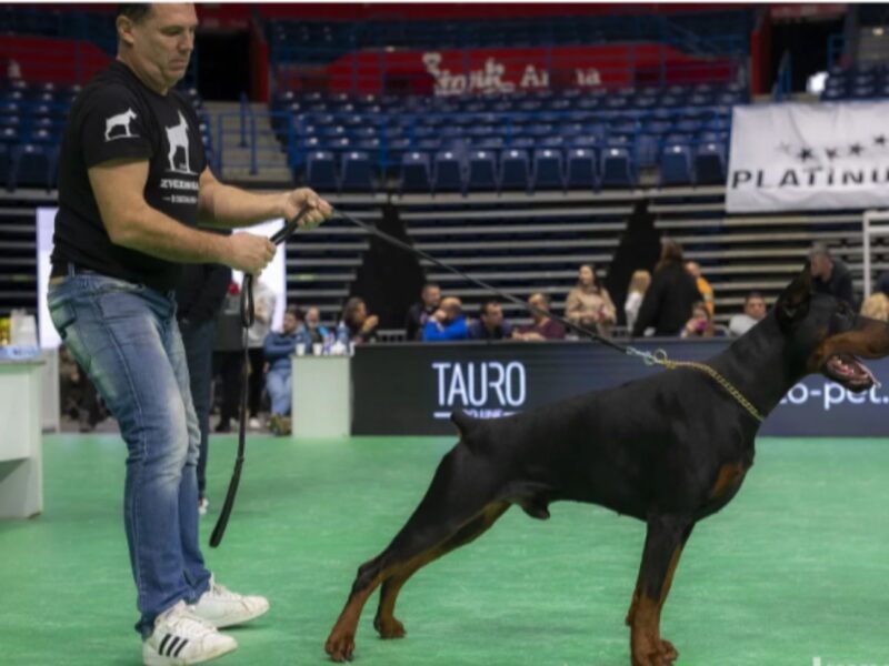 DOBERMAN vrhunski štenci