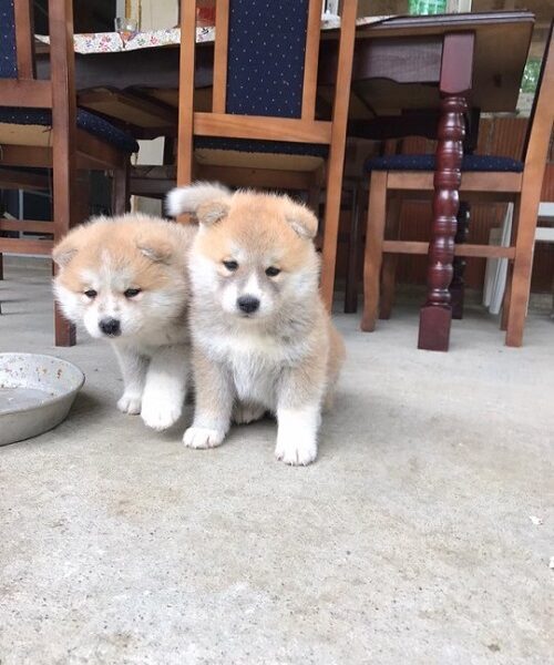 Japanska AKITA INU