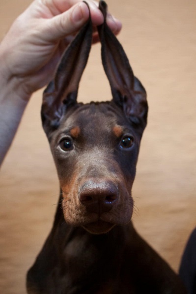 Doberman štenci