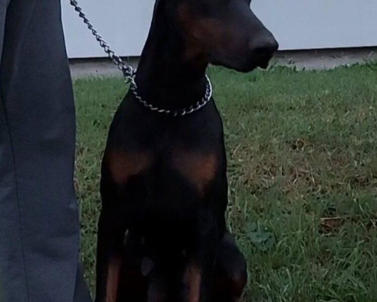 DOBERMAN vrhunski štenci