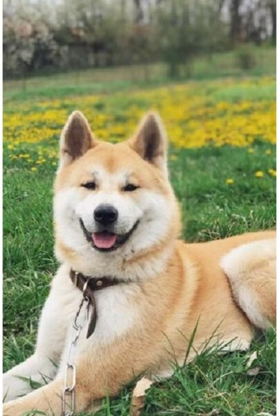 Japanska AKITA INU