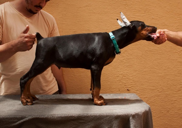 Doberman štenci