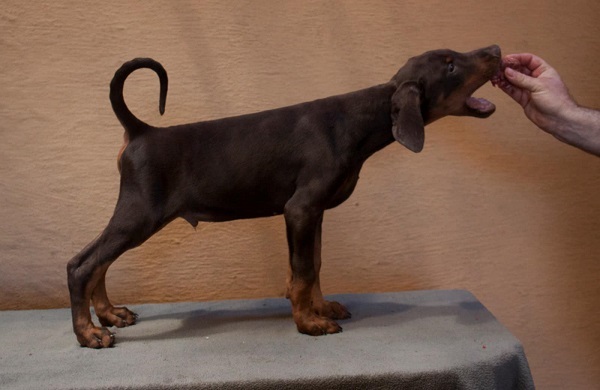 Doberman štenci