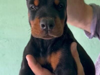 Doberman prelepi stenci