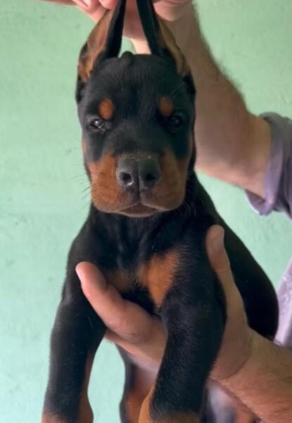 Doberman prelepi stenci