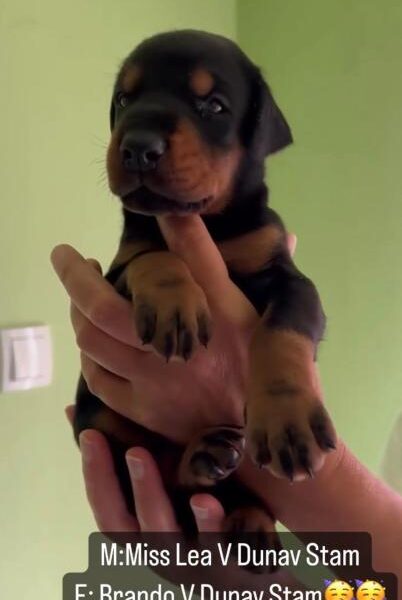 Doberman prelepi stenci