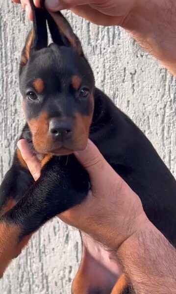 Doberman prelepi stenci