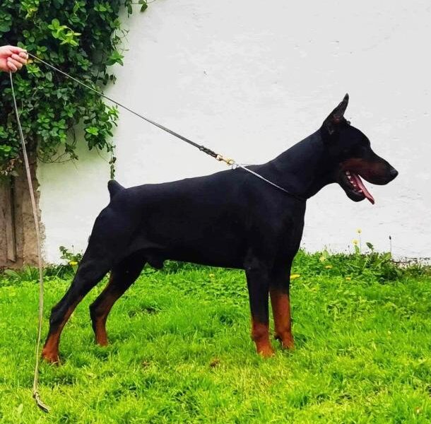 Doberman prelepi stenci