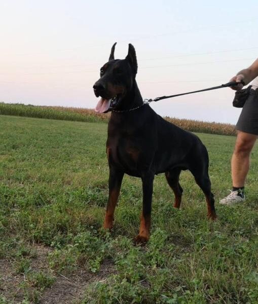 Doberman prelepi stenci