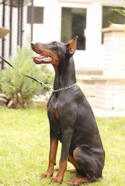 Doberman prelepi stenci