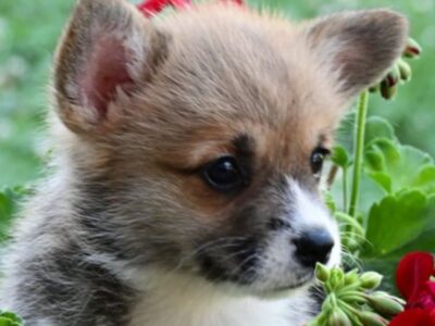 Velski korgi/Welsh Corgi Pembroke