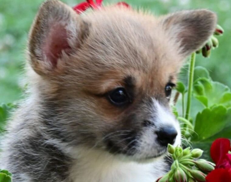 Velski korgi/Welsh Corgi Pembroke