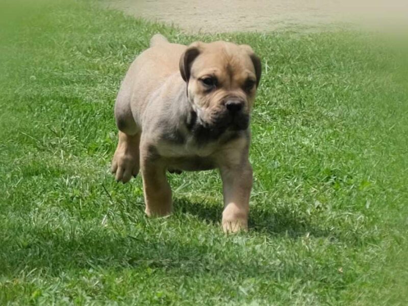 Boerboel Južnoafrički mastif stenci