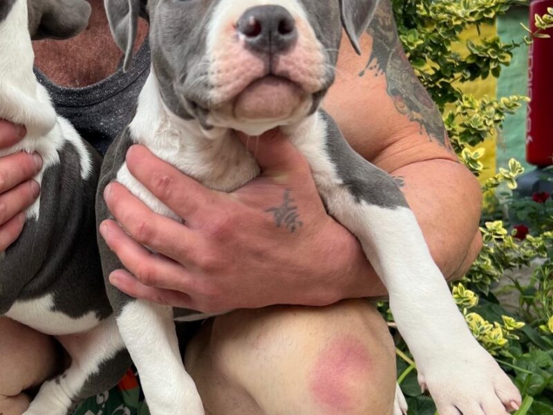 American bully pocket štenci