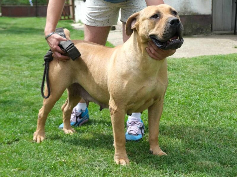 Boerboel Južnoafrički mastif stenci