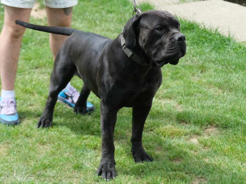 Boerboel Južnoafrički mastif stenci