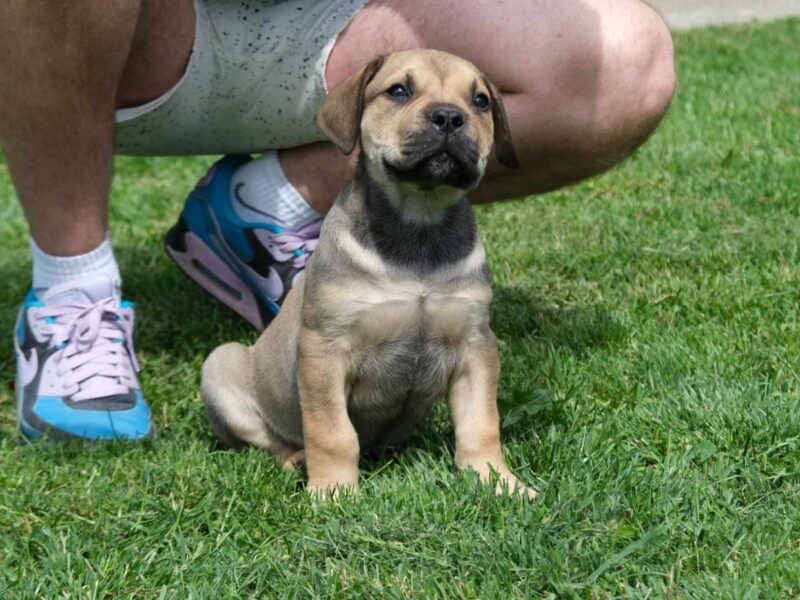 Boerboel Južnoafrički mastif stenci