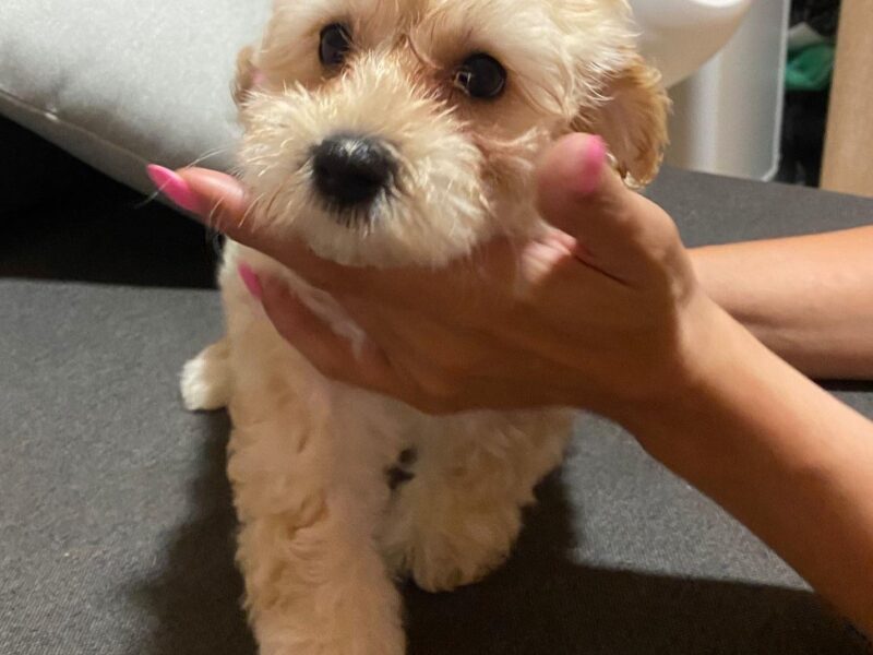 Maltipoo prelepi štenci