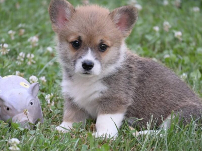 Velski korgi/Welsh Corgi Pembroke