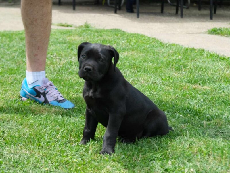 Boerboel Južnoafrički mastif stenci