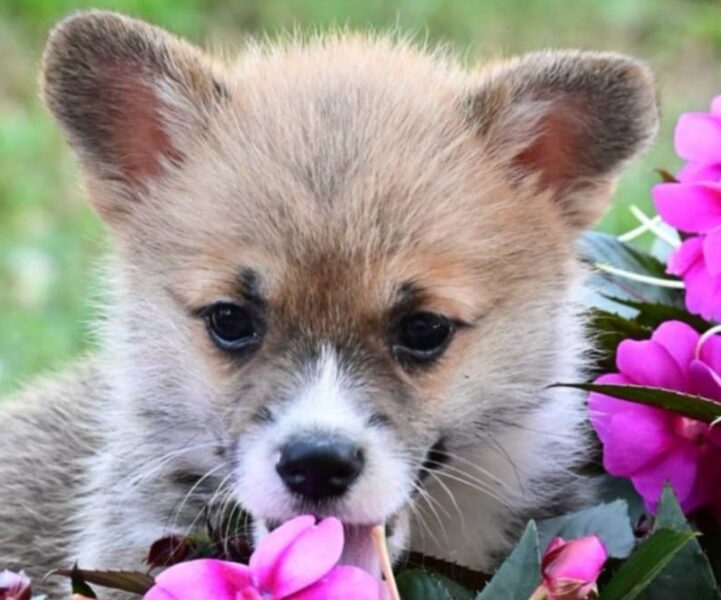 Velski korgi/Welsh Corgi Pembroke