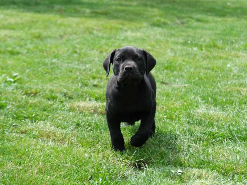 Boerboel Južnoafrički mastif stenci