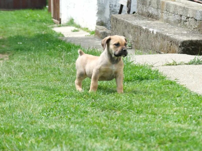 Boerboel Južnoafrički mastif stenci