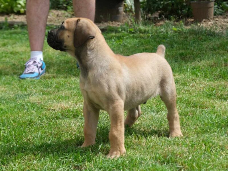 Boerboel Južnoafrički mastif stenci