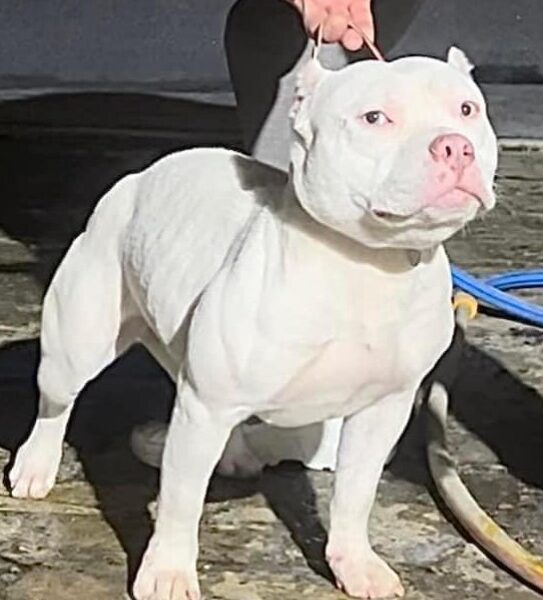 American bully pocket štenci