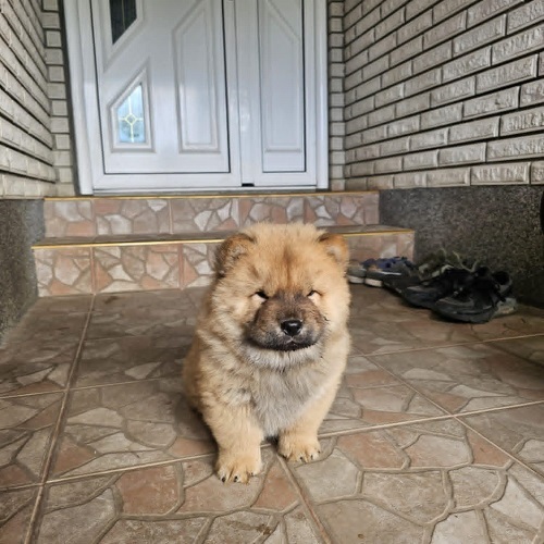 Čau čau (Chow chow) mužjaci