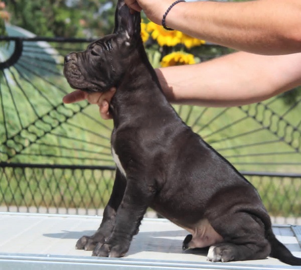 Cane Corso štenci