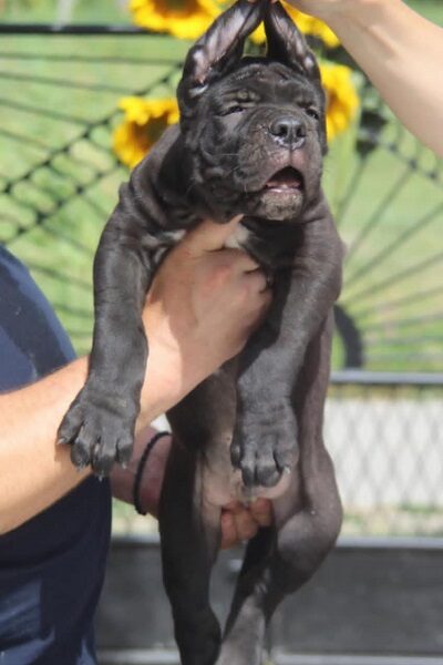 Cane Corso štenci