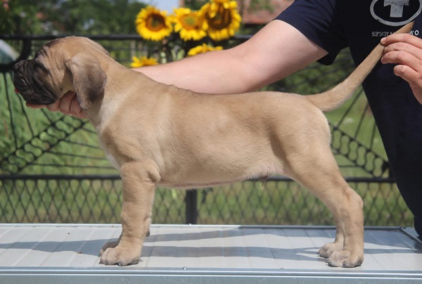 Cane Corso štenci