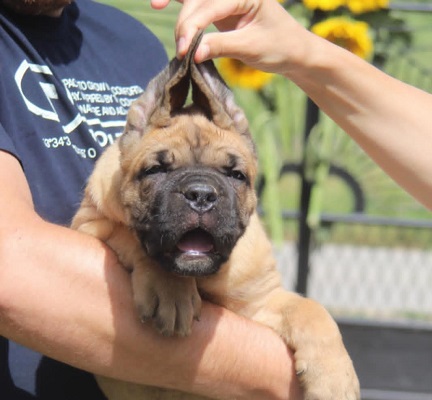 Cane Corso štenci