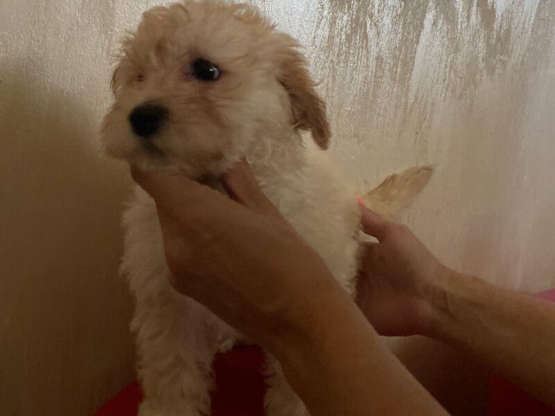 Maltipoo prelepi štenci