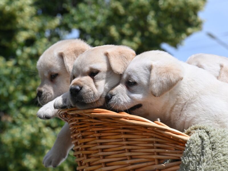 Labrador retriver prelepi štenci