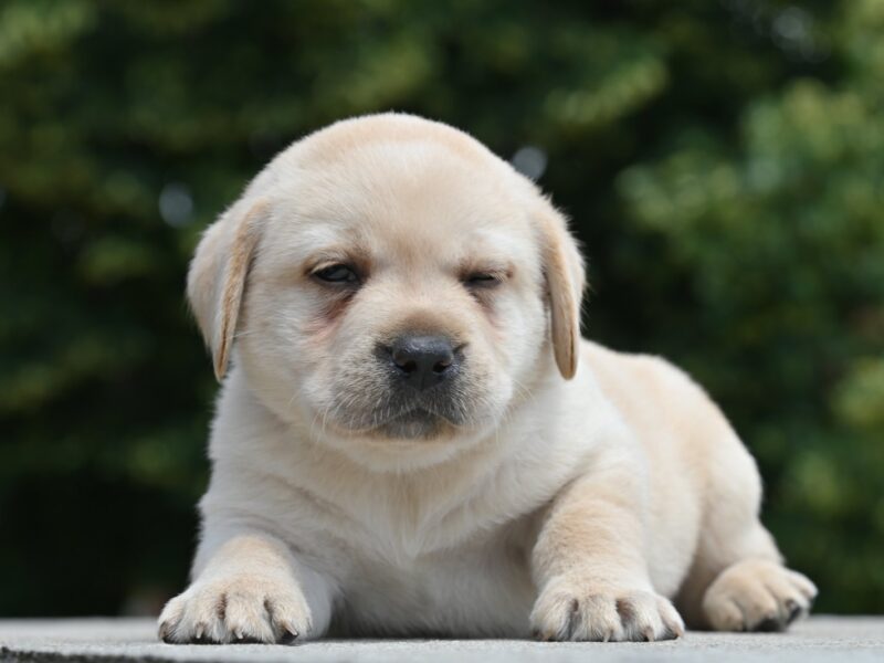 Labrador retriver prelepi štenci