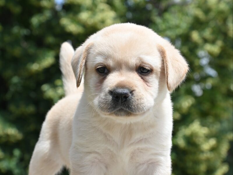 Labrador retriver prelepi štenci