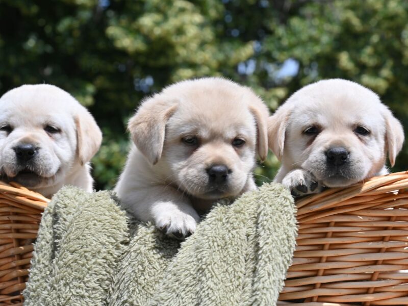 Labrador retriver prelepi štenci