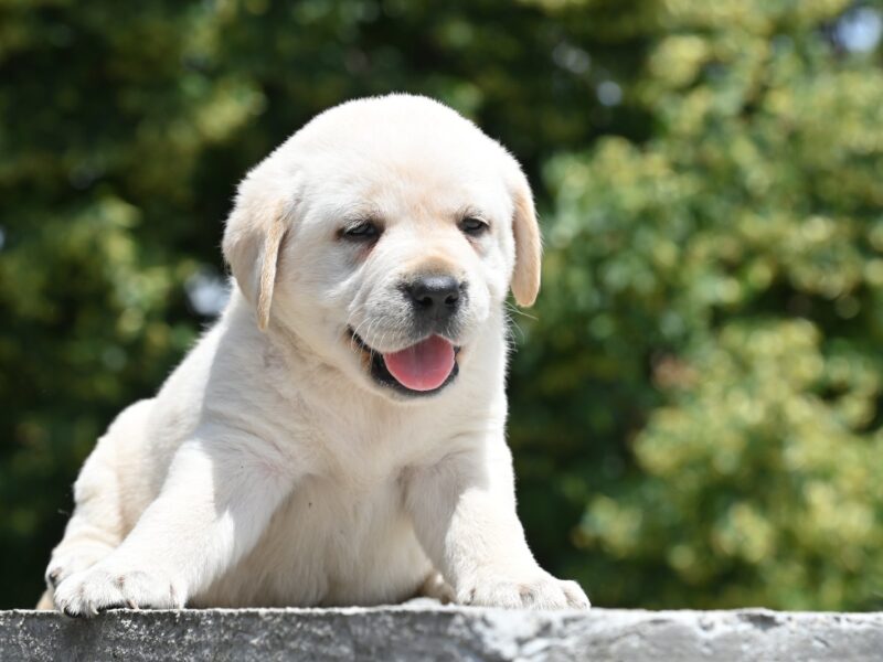 Labrador retriver prelepi štenci