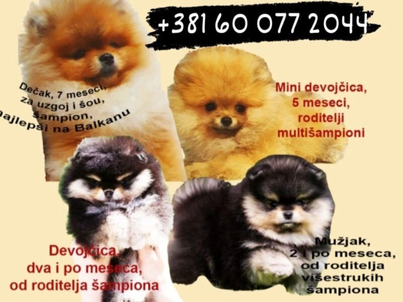 Pomeranac BOO BELI medvedići AKCIJA