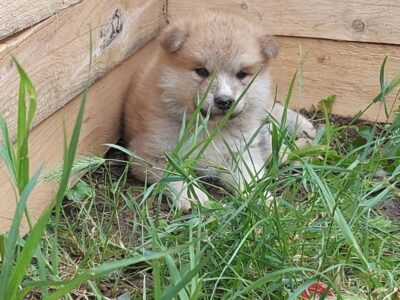 Japanska Akita štenci