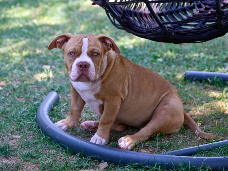 Američki Buli / American Bully Pocket štenci