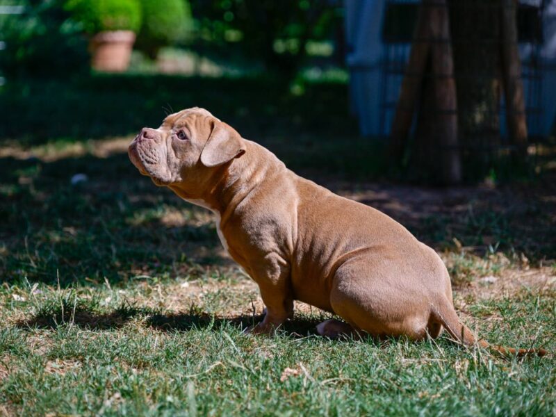 Američki Buli / American Bully Pocket štenci