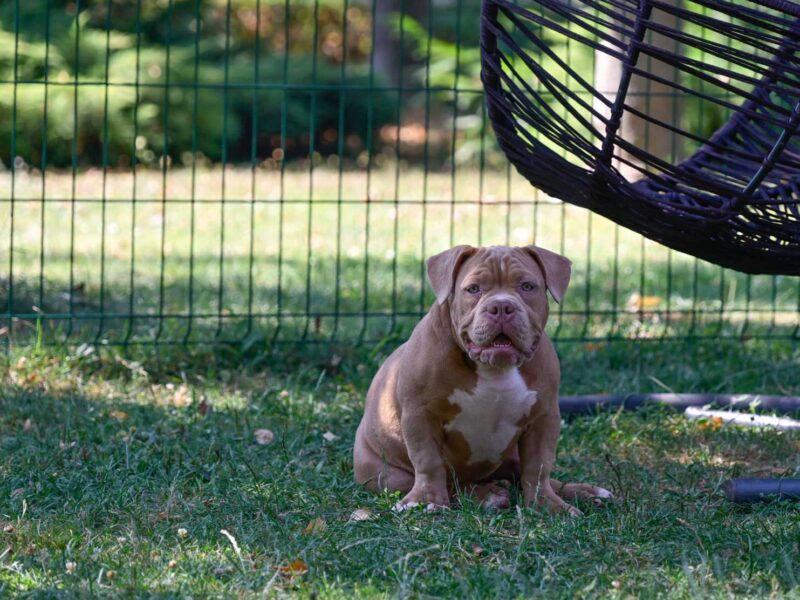 Američki Buli / American Bully Pocket štenci