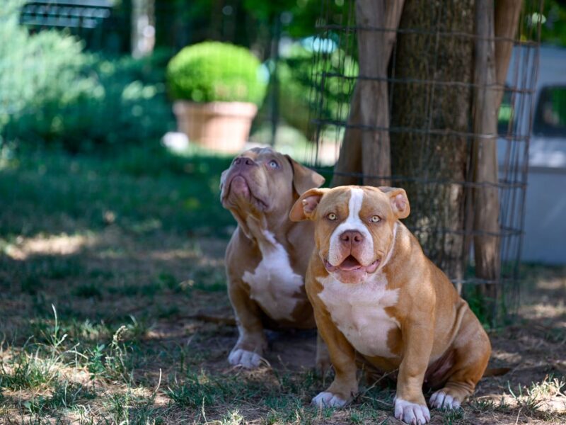 Američki Buli / American Bully Pocket štenci