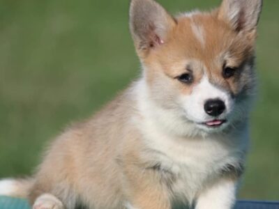 Velski korgi/Welsh Corgi Pembroke