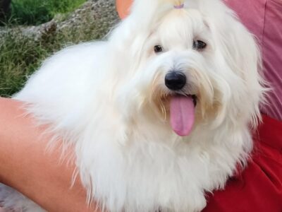 Coton de Tulear