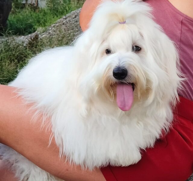 Coton de Tulear