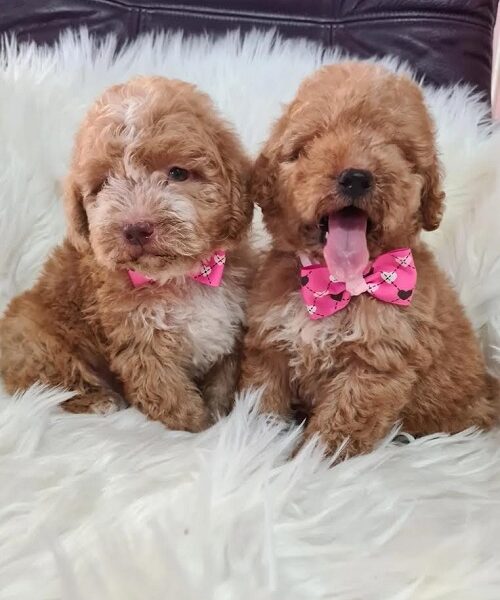 Labradoodle štenci F1B